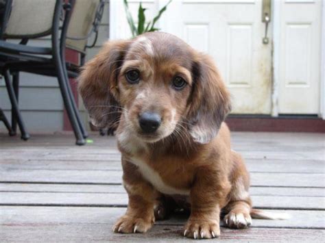 mini doxie puppies for sale in oregon|mini doxie puppies for sale.